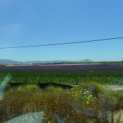 Flower fields past Ensenada : Baja2011